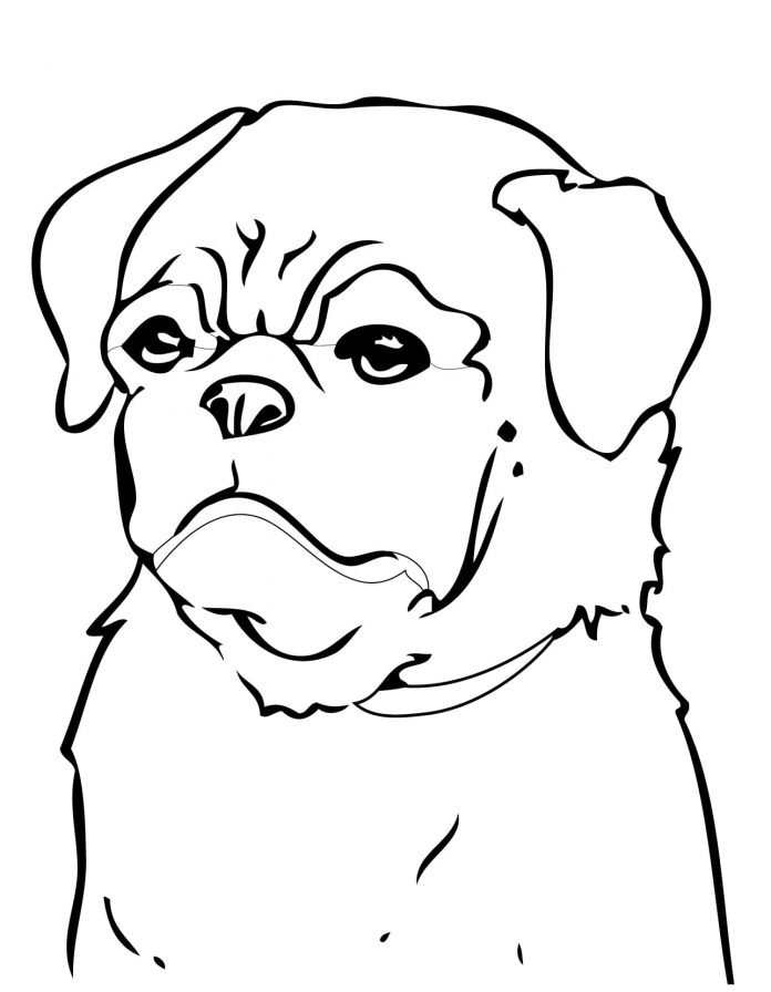 színezőkönyv egy öreg, mogorva arcú kutyáról