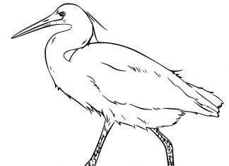 Omalovánky rychle pták ibis k vytisknutí