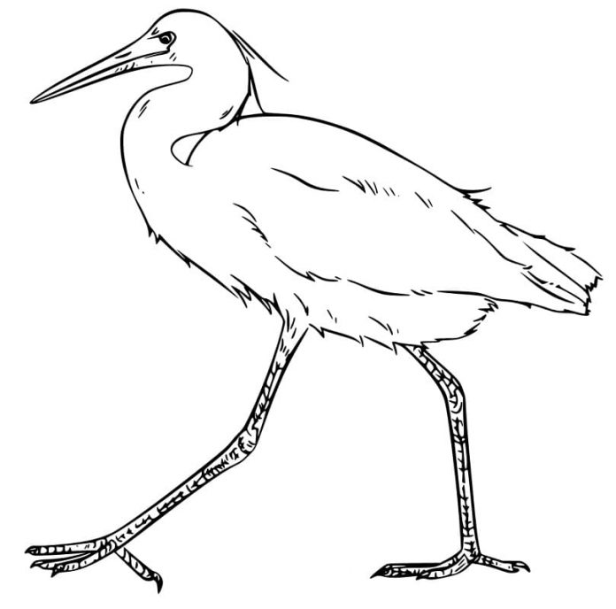 coloriage rapide oiseau ibis à imprimer