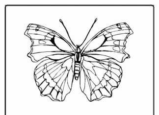 malebog sommerfugl tatovering