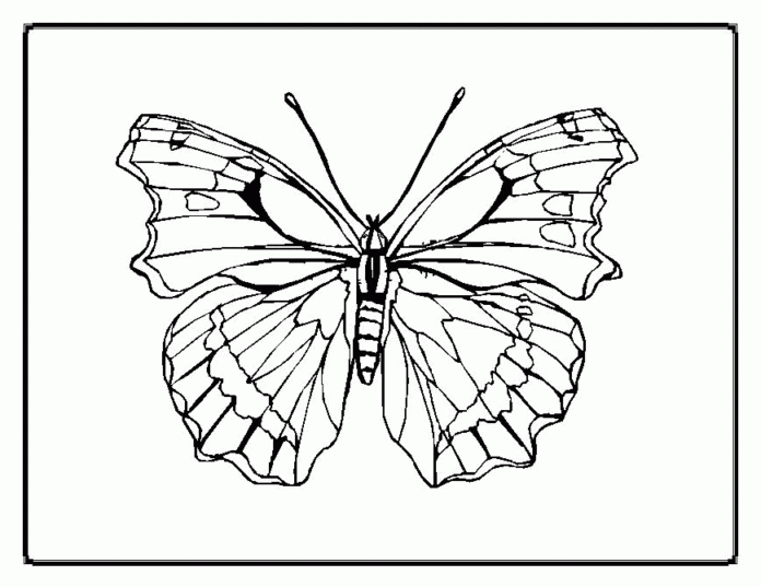 libro para colorear tatuaje de mariposa