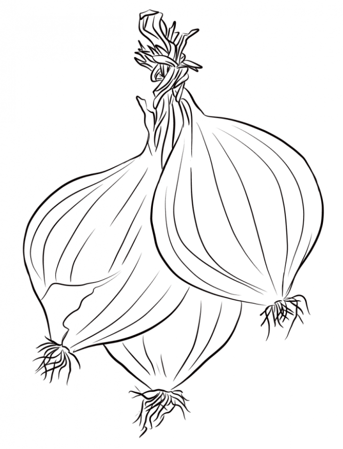 Printable coloring book of three ripe onions