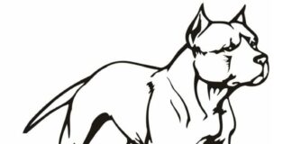 Printable coloring book of muscular pit bull dog