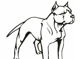 utskrivbar målarbok av en muskulös pitbullhund