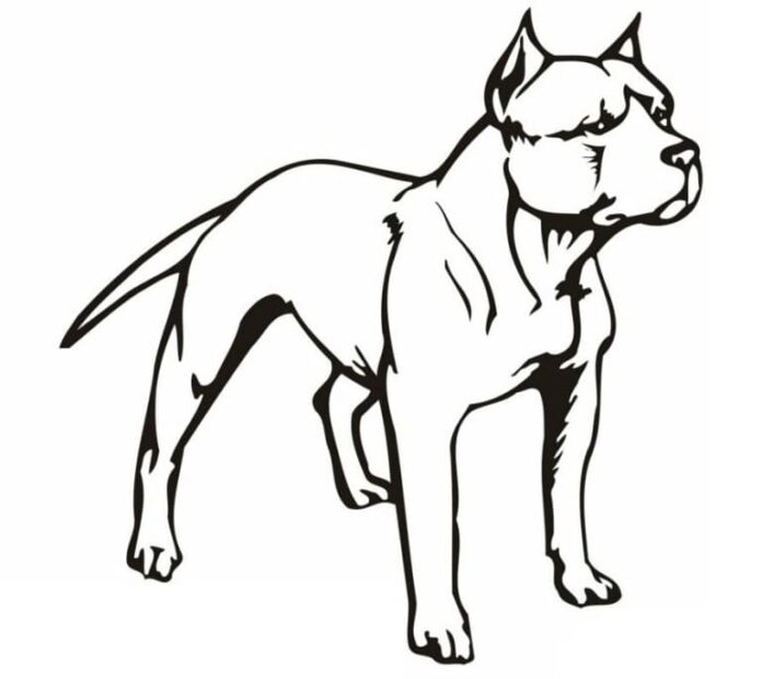 Printable coloring book of muscular pit bull dog