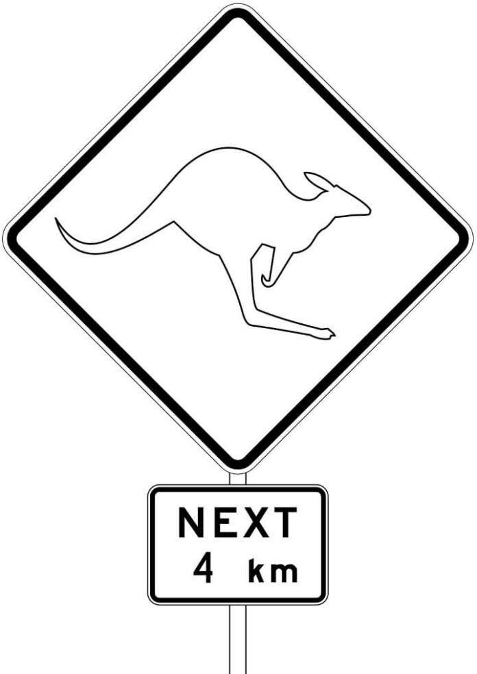 coloring page kangaroos attention
