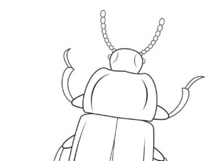 libro da colorare stampabile sullo scarabeo gigante