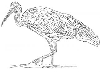 vyfarbovanie veľkých ibisov na vytlačenie