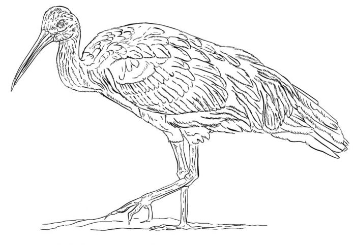 kolorowanka wielki ibis do druku