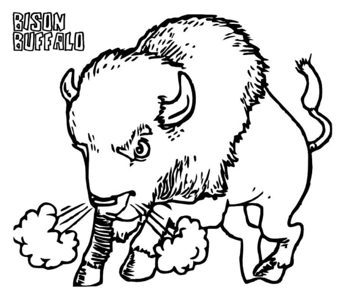livro de colorir um búfalo furioso em um campo