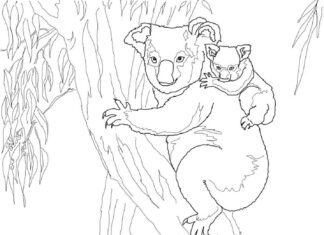 värityssivu koalojen kiipeilyä puuhun