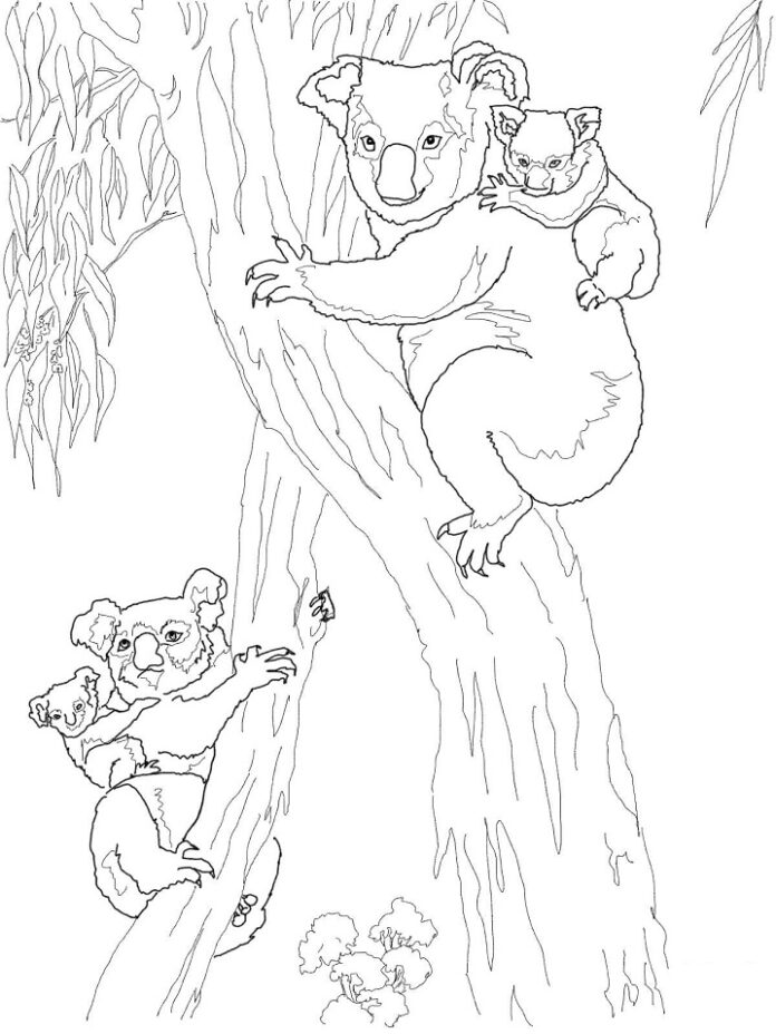 página de coloração de coalas escalando uma árvore