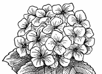 ホーネストジの花の塗り絵（大きいお子様向け）印刷用