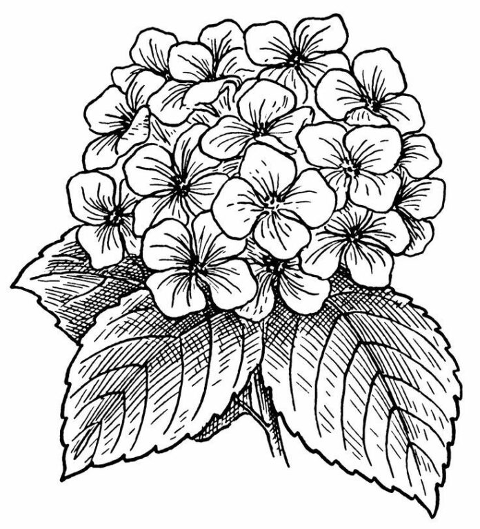 Libro para colorear Con flores de hortensia para niños grandes imprimible y  en línea