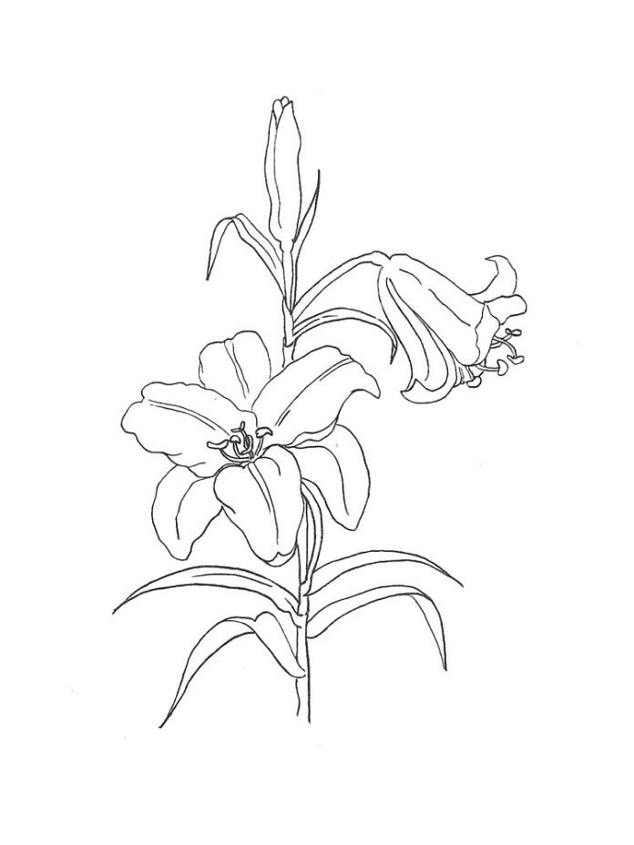 Printable lily flower coloring book for kids