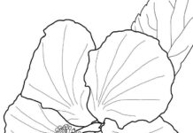 ハイビスカスの花の塗り絵