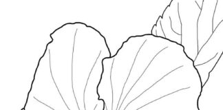 omaľovánka s kvetom ibišteka pre deti