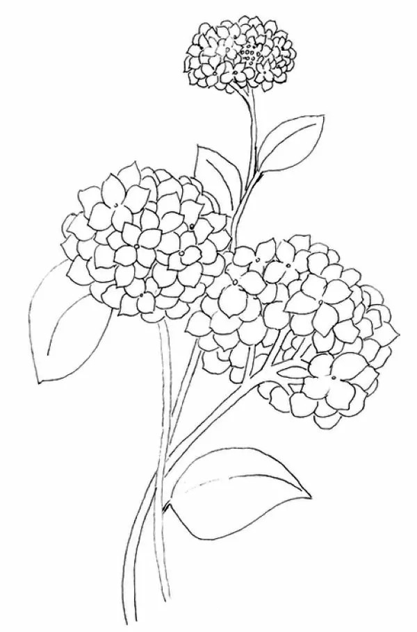 coloring book with fragrant flowers hornestij to print