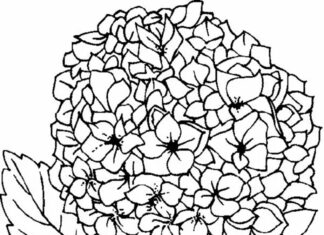 Printable coloring book with many horenstji flowers