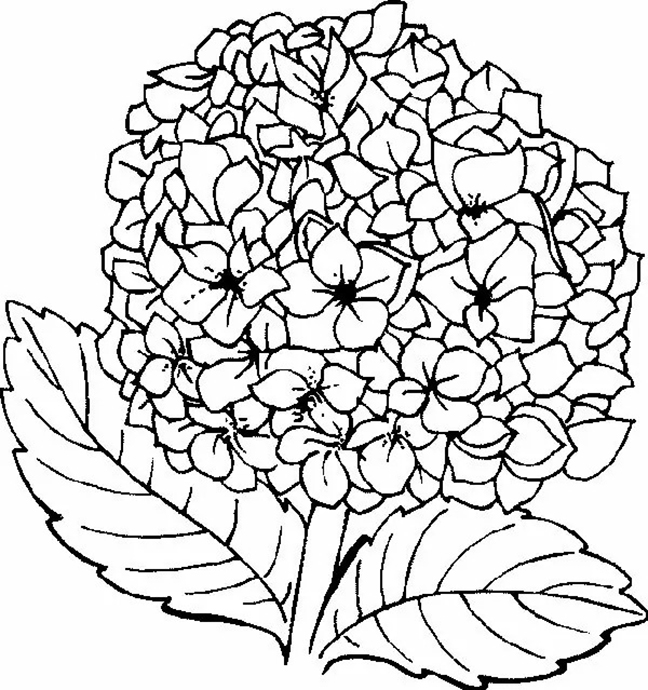 Printable coloring book with many horenstji flowers