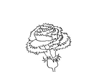 Printable coloring book of a bloomed carnation on a stem