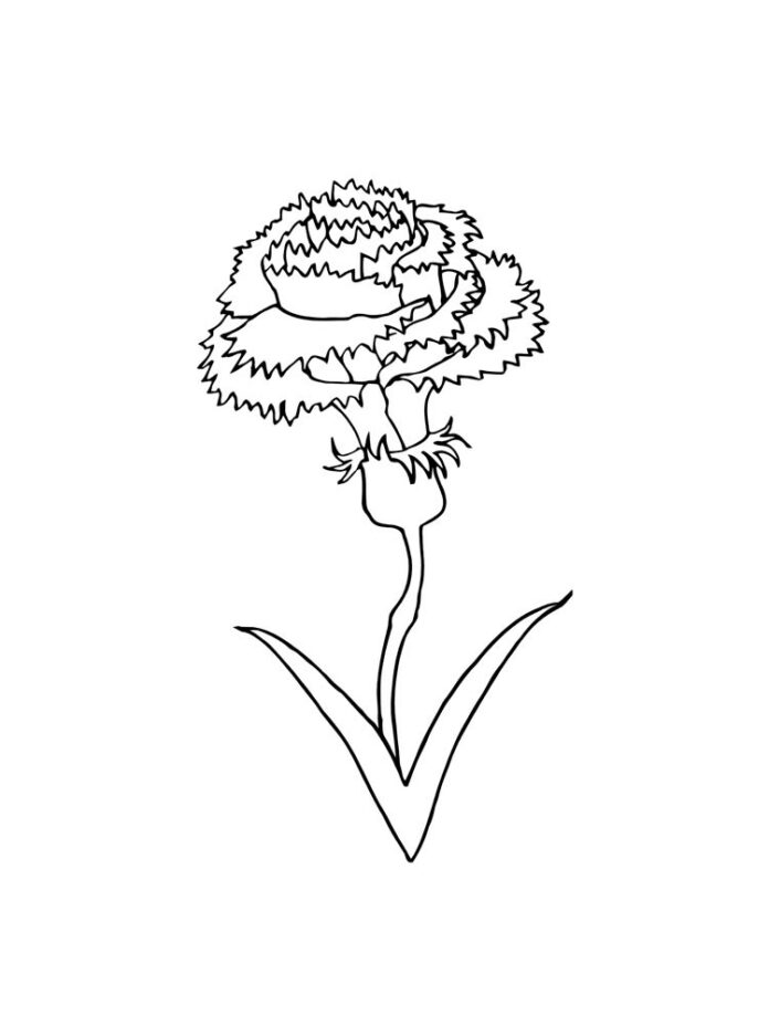 Farvelægningsbog til udskrivning af en blomstrende nellike på en stilk
