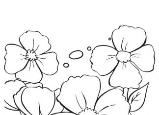 coloring book overgrown poppy flowers