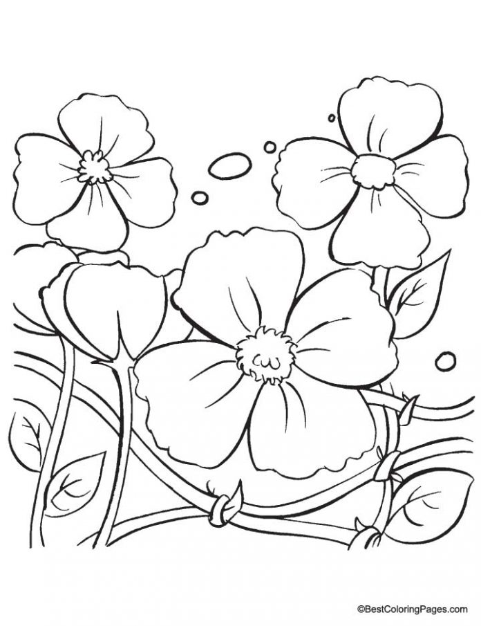 coloring book overgrown poppy flowers