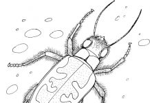 livre de coloriage imprimable d'un scarabée envahissant