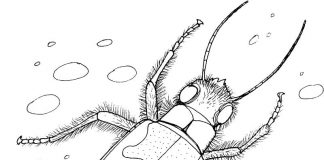 ausdruckbares Malbuch überwucherter Käfer