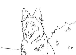 Coloring book of an overgrown dog sitting in a meadow
