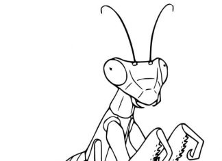 malebog forstyrret bedende mantis til børn til udskrivning