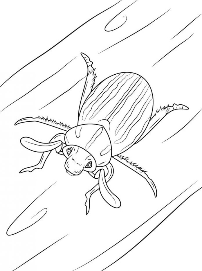 Printable coloring book of the beetle surprised