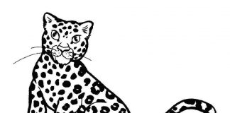 farvebog til udskrivning af en overrasket leopard