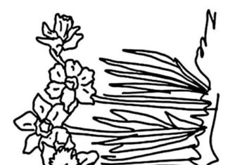 Coloring page of daffodils in a row in a meadow