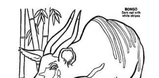 coloring page bongo animal near bamboos