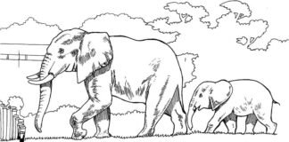 coloriage d'animaux africains derrière une clôture