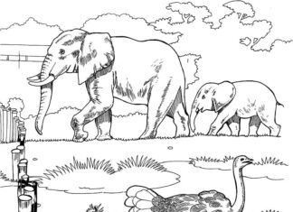 coloring page African animals behind a fence