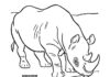 livre de coloriage rhinocéros à l'abreuvoir