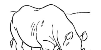 coloring book rhino at the watering hole