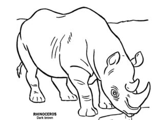 vymaľovánka nosorožca pri napájadle
