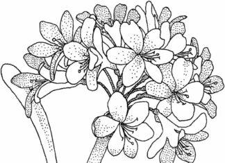 colouring book of hornestjia dotted quarts printable