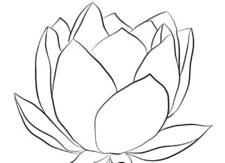 printable lotus flower coloring book with stem