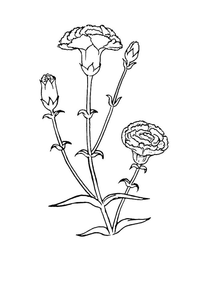coloring book red carnations in the meadow
