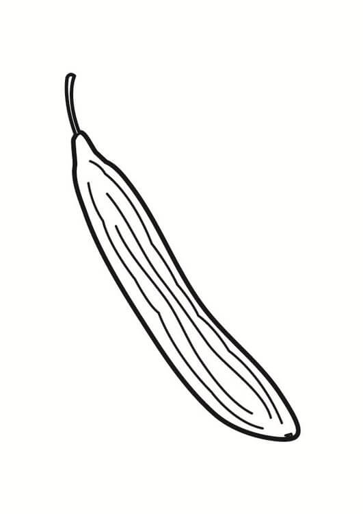 pepino longo colorido para impressão
