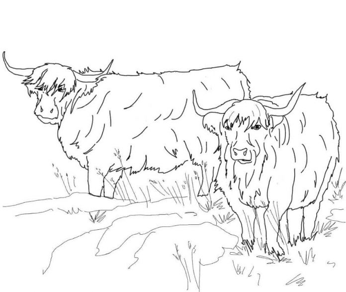 Ausmalbild Rinder auf Gras