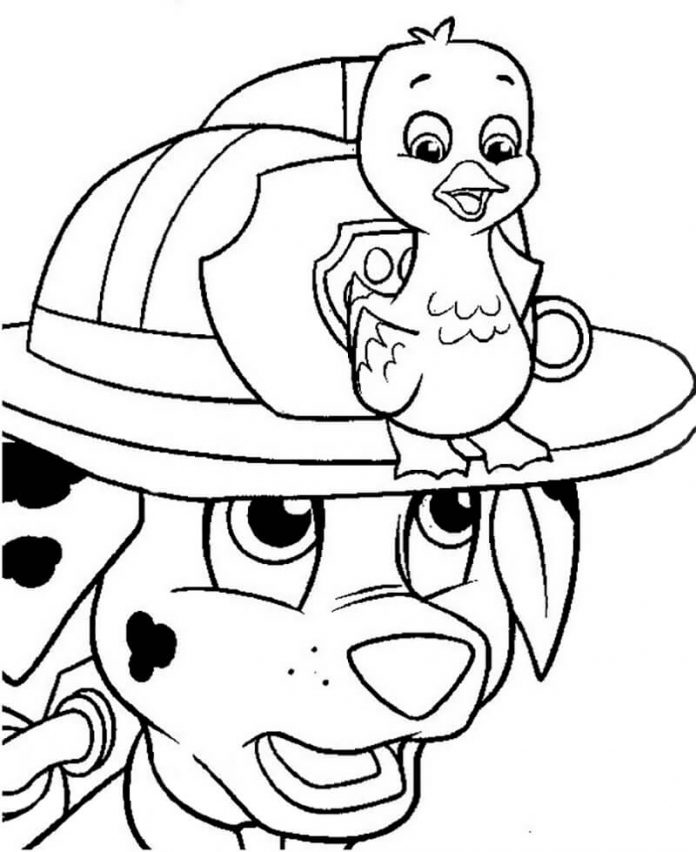 Színező lap Marshall egy kacsával a kalapján