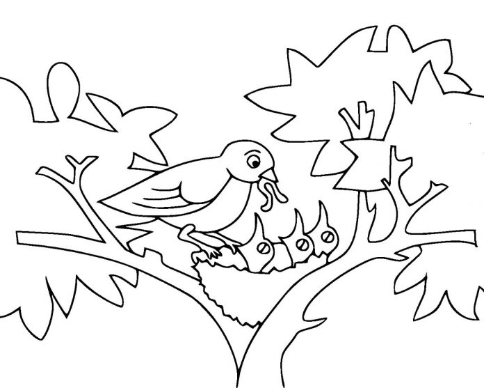 Coloring book for 4 year old mother bird feeds babies