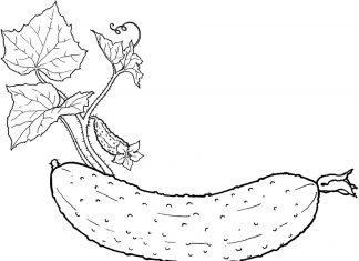 coloring page ripe cucumber