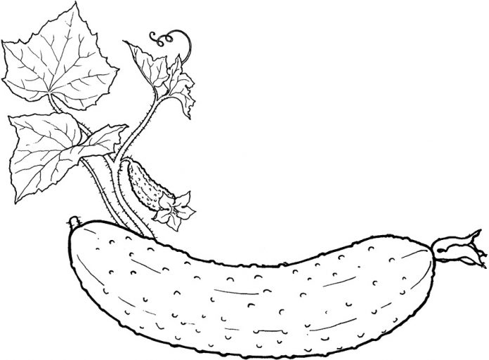 coloring page ripe cucumber
